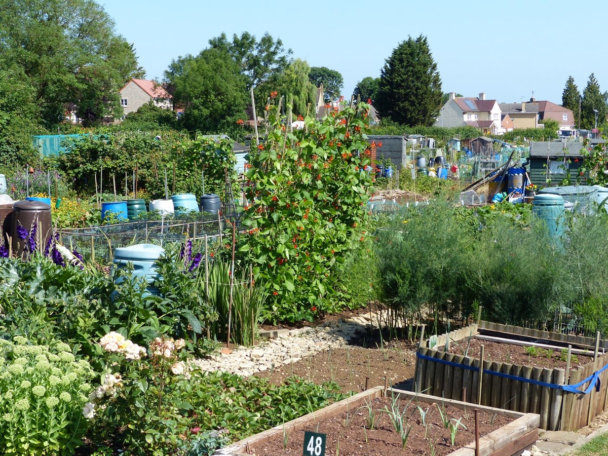 A plot full of produce.